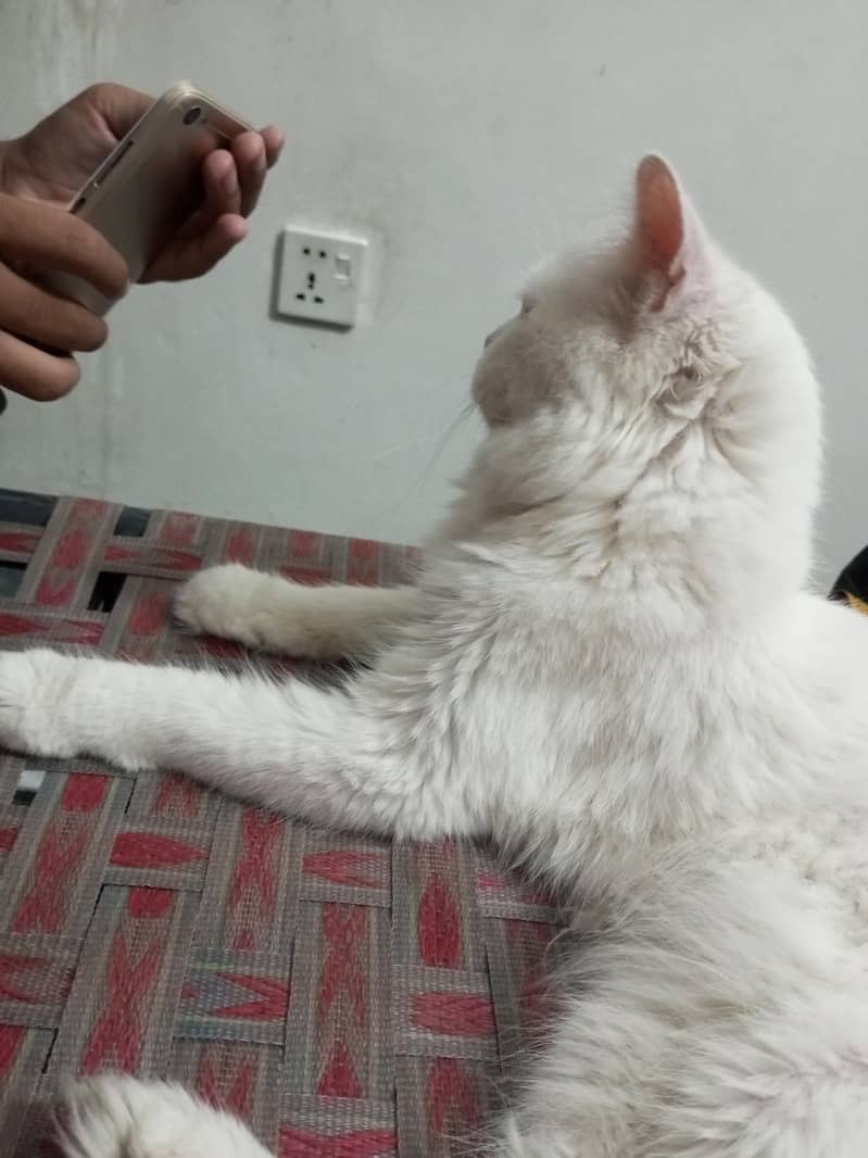 persion cat 2