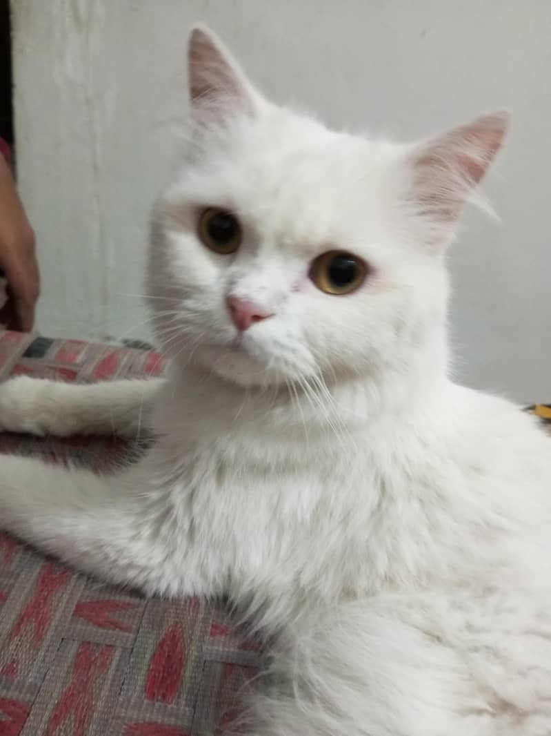 persion cat 3