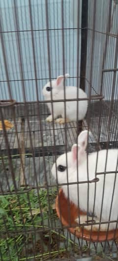 Hotot DWARF Rabbit For Sale