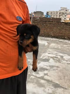 Rottweiler Puppie / Rottweiler Female / Rottweiler  Puppy