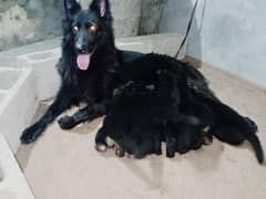 Grandson OF ZARKO FCI. . . . . PEDIGREE PUPPIES READY FOR NEW HOME