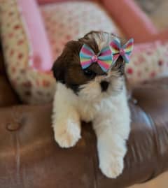Shihtzu
