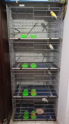 LOVE BIRDS WITH CAGE for sale