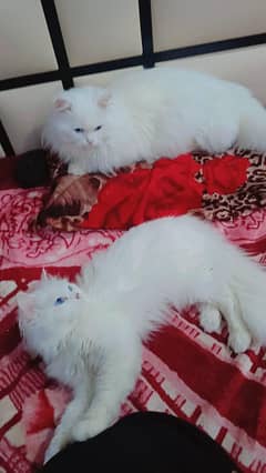 special gift for cat lover