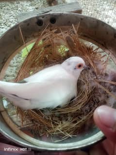 Diamond Pied Dove