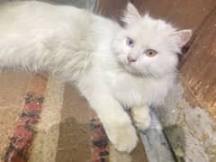 #Persian cat # Persian male cat # Persian white cat