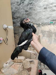 chicks Mushkha lakha aseel