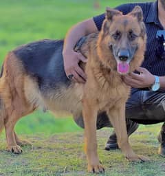 Breeder