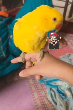 YELLOW RINGNECK CHICKS