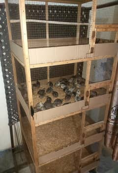 4 porshan wood cage