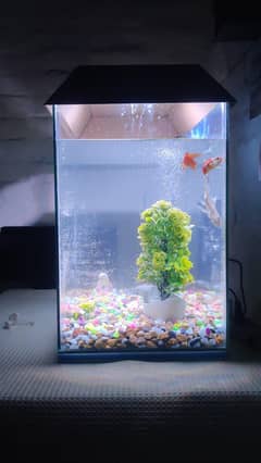 aquriem