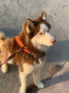 Siberian husky