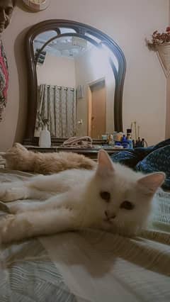 Persian kittens 3 months