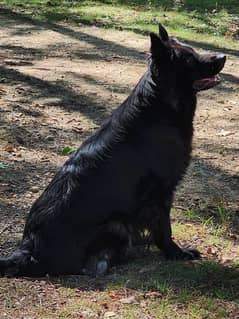 Black German Shepherd Long coated Female Pedigree 1.5 years