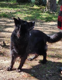 ON HEAT Black German Shepherd Long coated Female Pedigree 1.5 years
