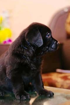 labrador