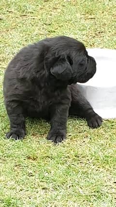 labrador