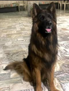 Alabai Central Asian shepherd/Cane corso Tibten mastiff