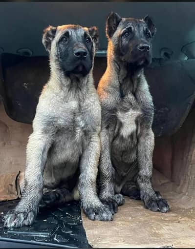 kangal, cane corso, Alabai C,A,S/Cane corso Tibten mastiff