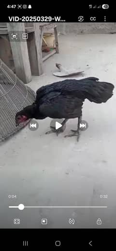 Thai top quality  female  for sale