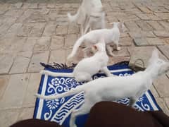 Persian cats kittens