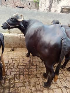 Buffalo for Sale