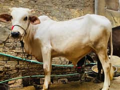 3 kheery bachry 2 gulabi 1 black healthy and active for sale