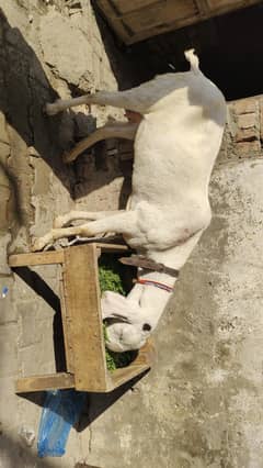 Mashallah hight quality high length pure rajanpuri bakri for sale