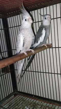 birds and cages 03217242445