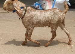 makha cheena bakra 2 danth