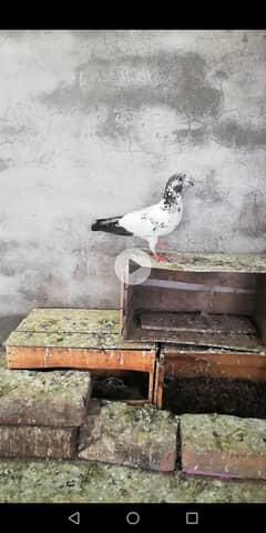 Tedy Sialkoti baby for sale