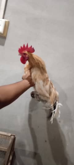 Hen