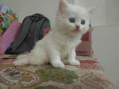 persian