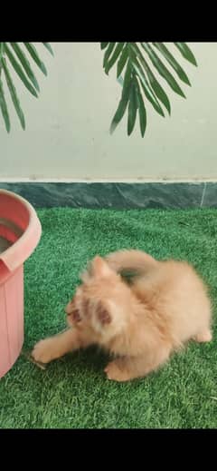 male kitten