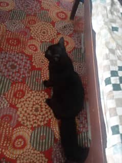 Russian cats