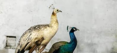 peacock pair for sale