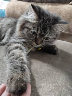 Male Persian Cat