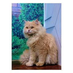 Persian hamalian british punch face piki face cat's