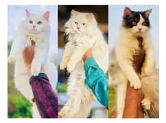Persian hamalian british punch face piki face cat's