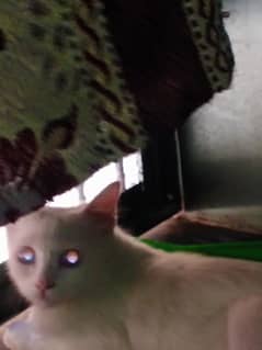 Persian cat for sale Gujranwala