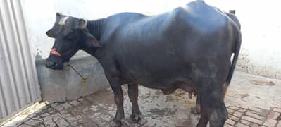 buffalo