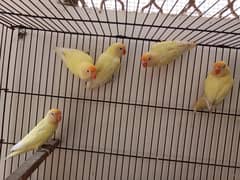 creamino red eyes= 1500×6.9000 = breeder pairs =03330031118 watsap .