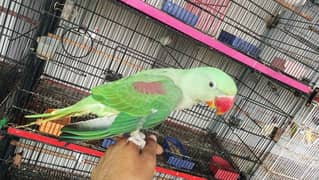 raw parrot checks for sel