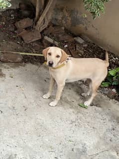 Labrador