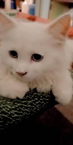 Persian