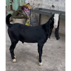 Gulabi