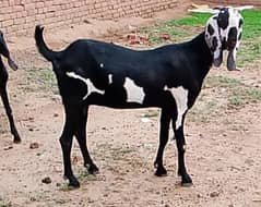 3 Bakriyan for sale  2 gabban bariyan 1 bakri khali