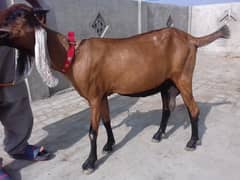 Ghaban Goat  for sale