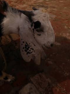 desi bakra for sale urgent
