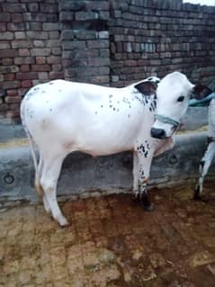 pure fateh jangi